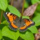 Mariposa monarca