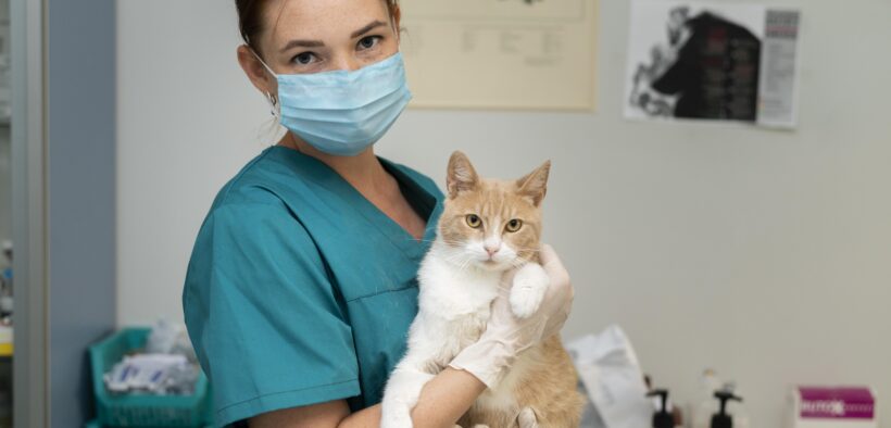 Veterinario