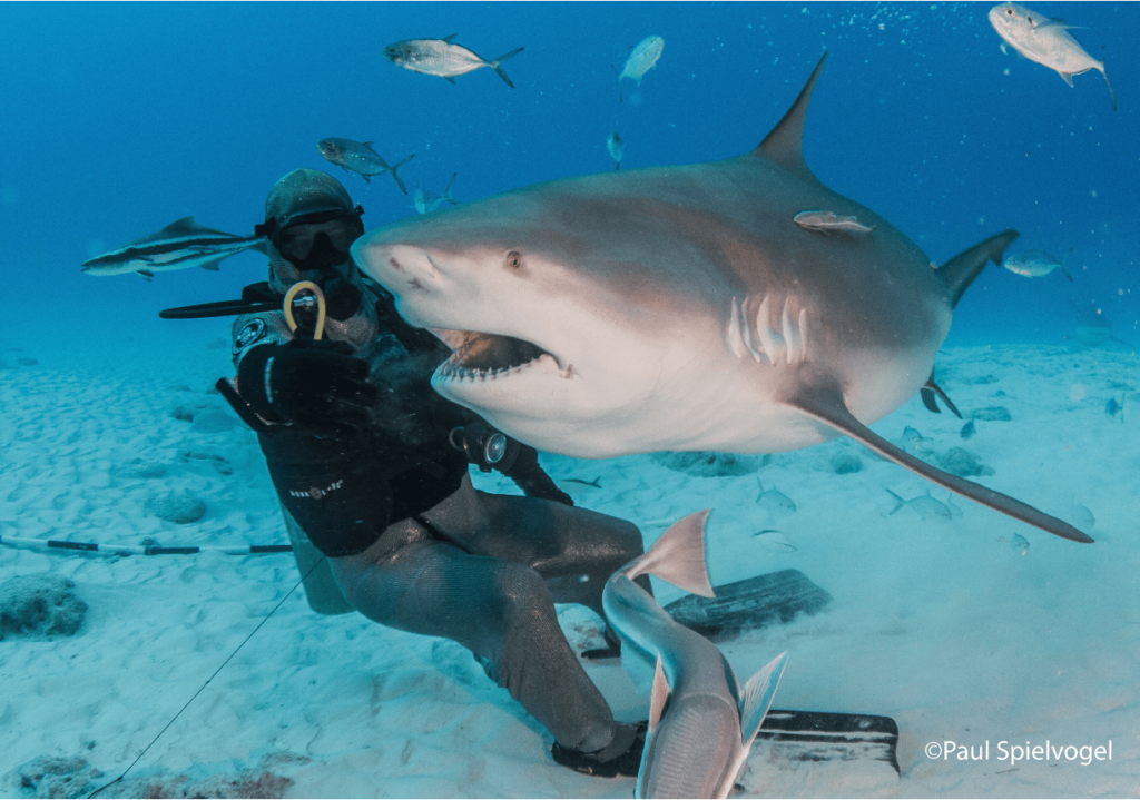 tiburones