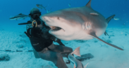 tiburones