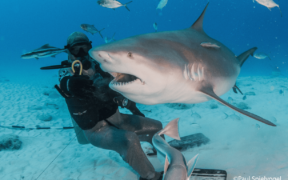 tiburones