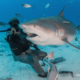 tiburones