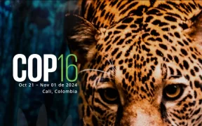 COP16