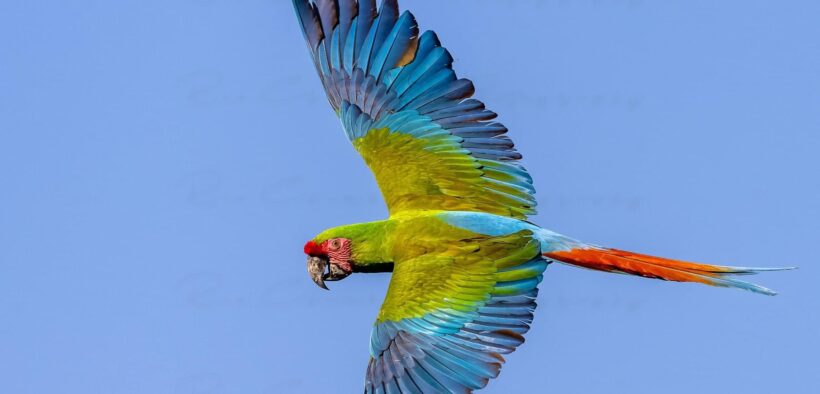 biodiversidad de México