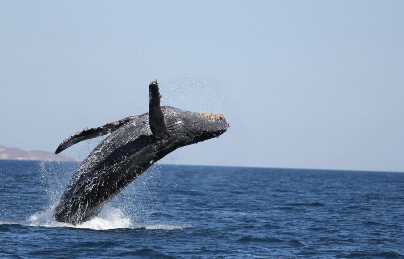 Santuario de ballenas