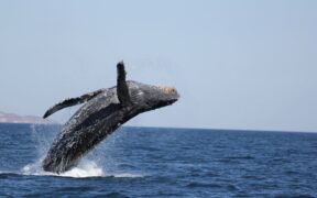 Santuario de ballenas
