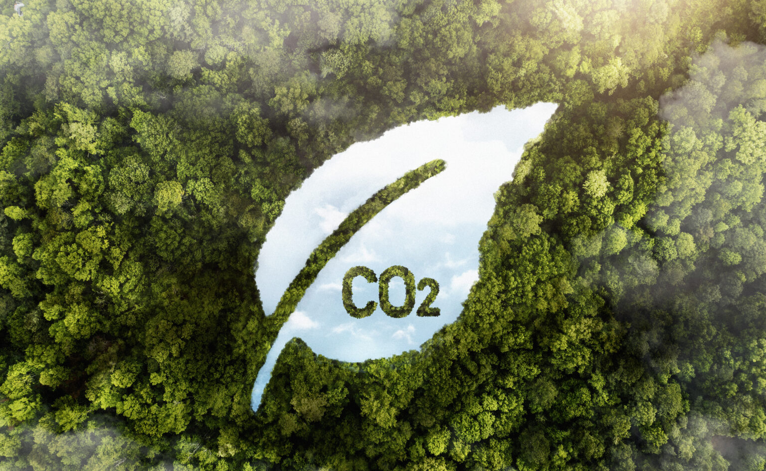 Neutra en carbono