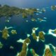 Triángulo de coral