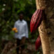 producción de cacao en Oaxaca
