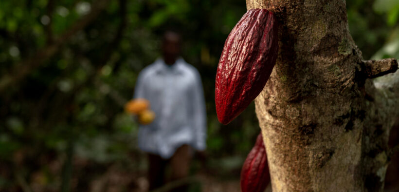 producción de cacao en Oaxaca