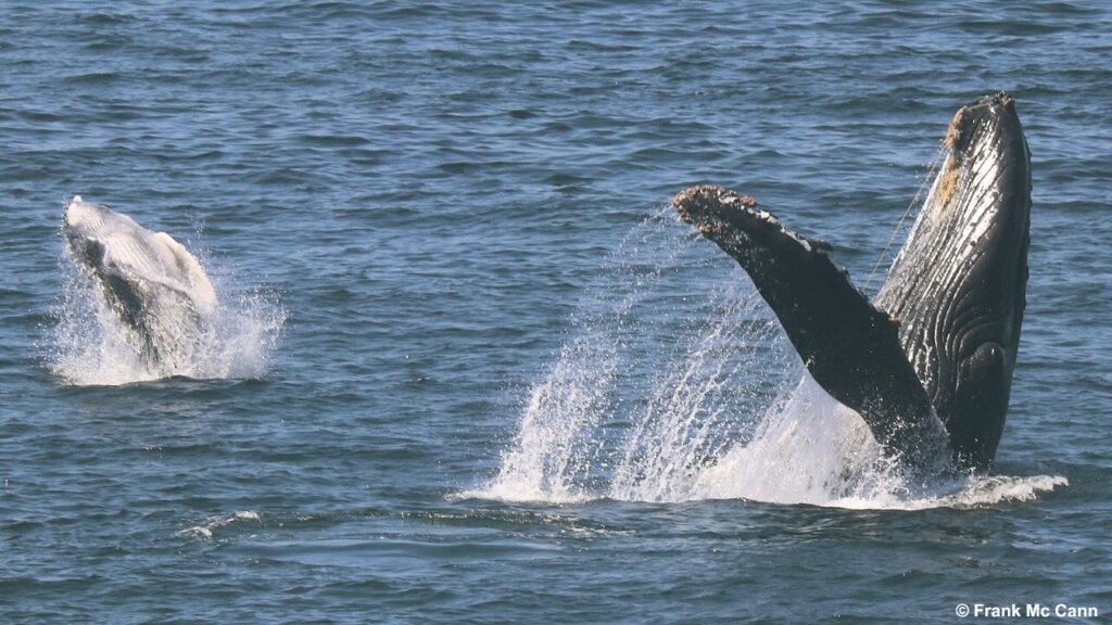 ballenas jorobadas