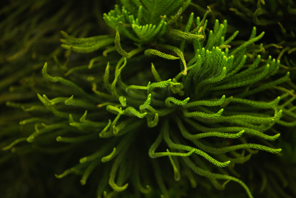 bioplásticos