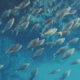 sostenibilidad de la pesca