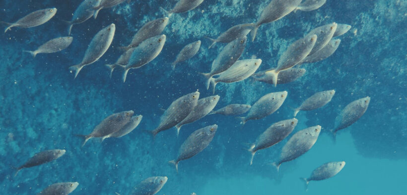 sostenibilidad de la pesca