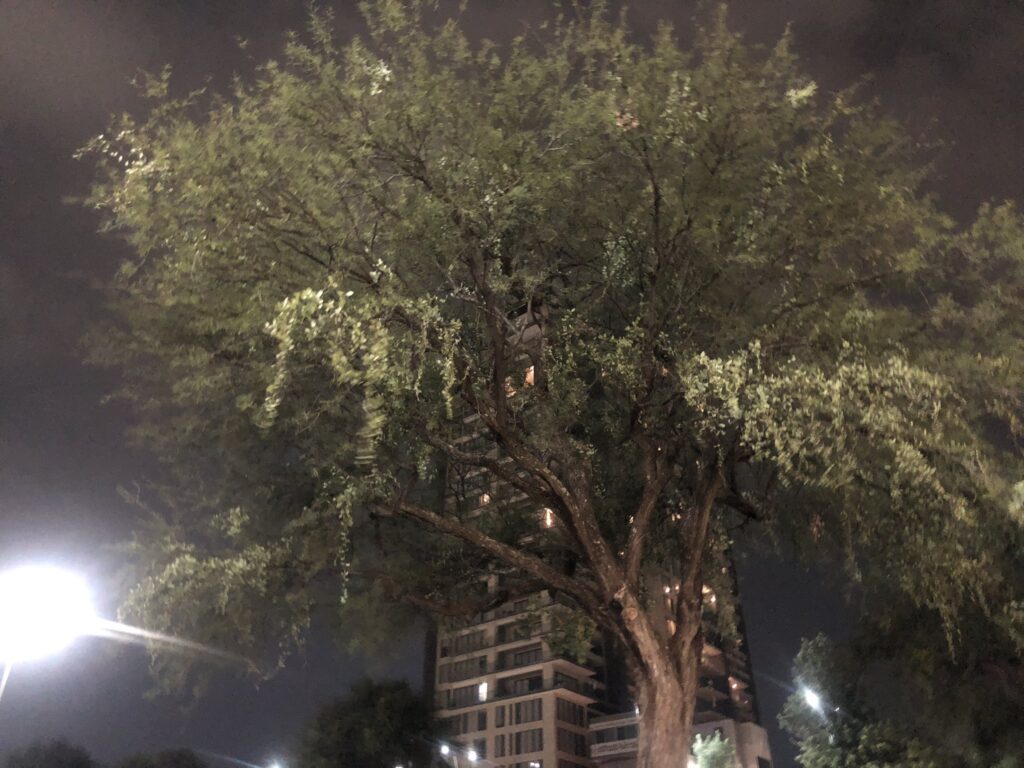Muerdago