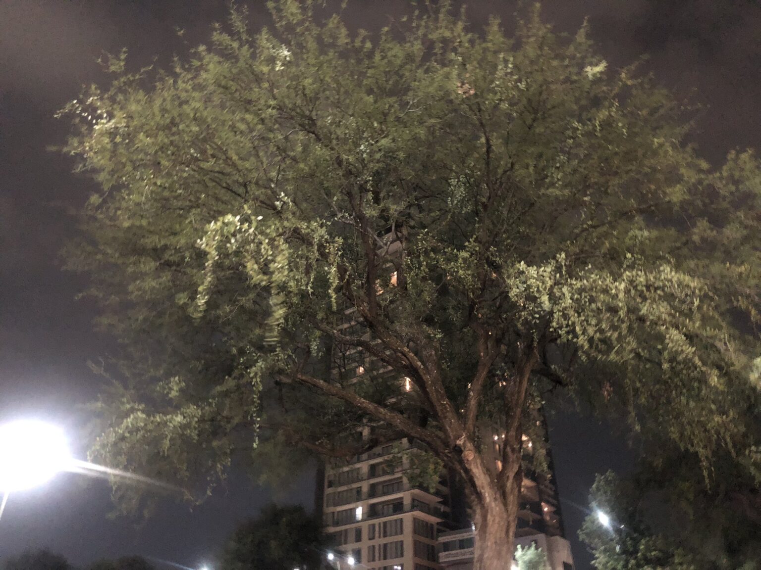 Muerdago