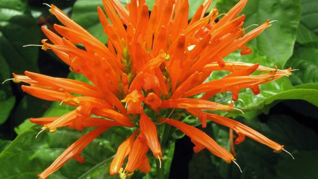 Planta mexicana