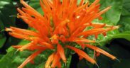 Planta mexicana