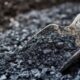 biochar mexicano