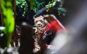 CONSERVACIÓN DEL JAGUAR