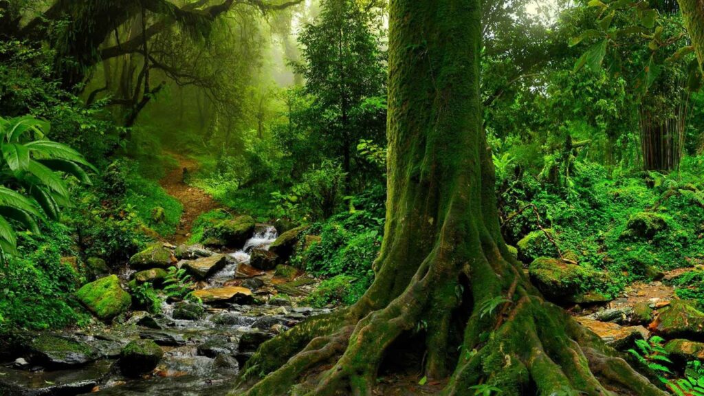 BOSQUE DE AGUA