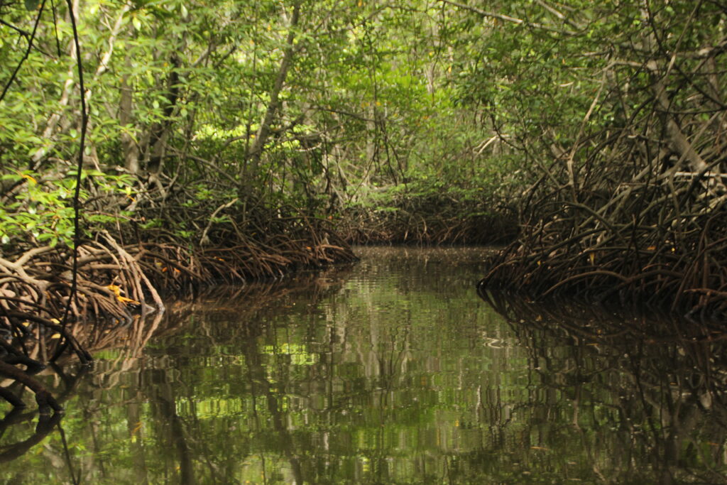 Índice de Amenaza de Manglar