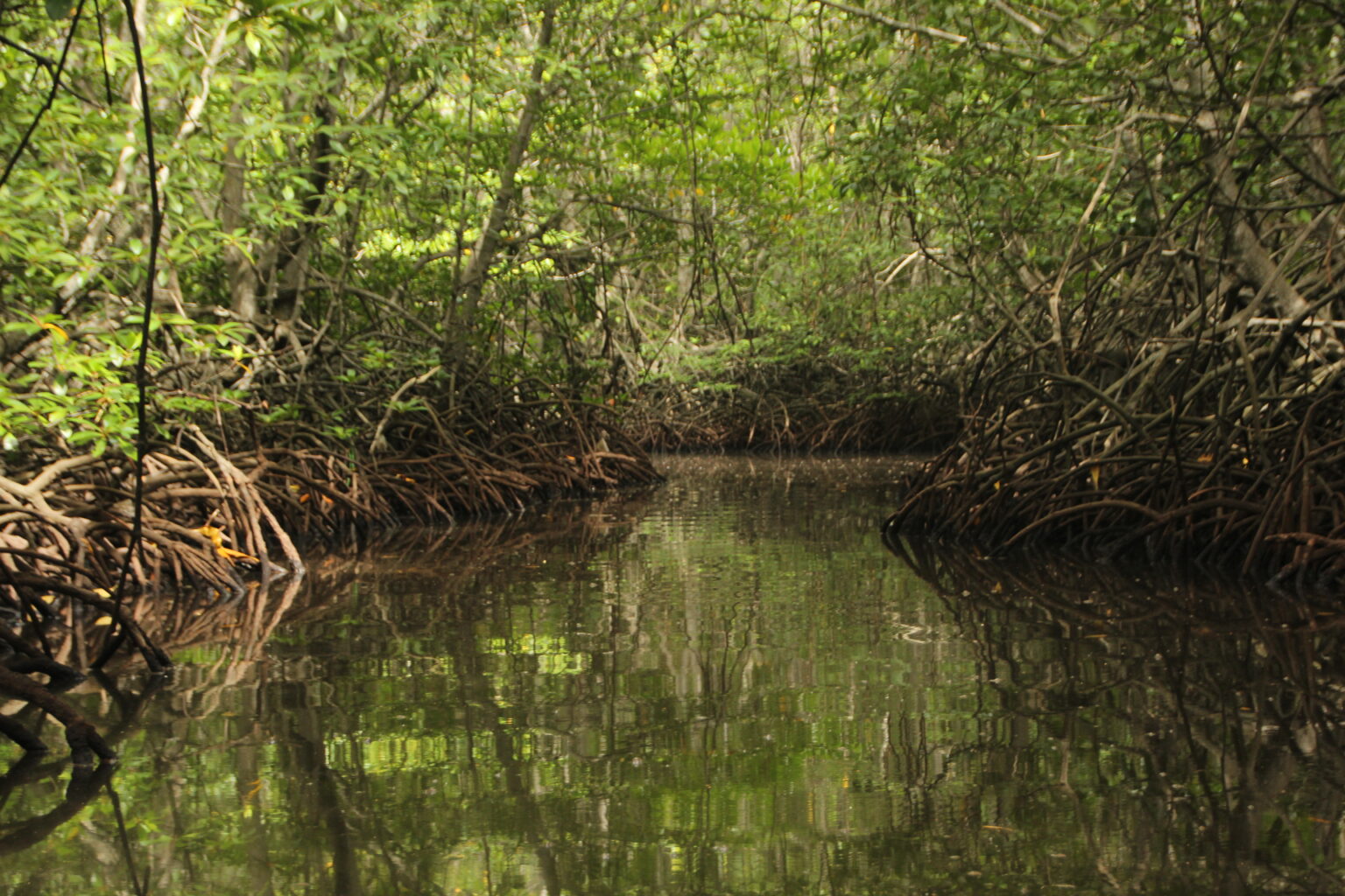 Índice de Amenaza de Manglar