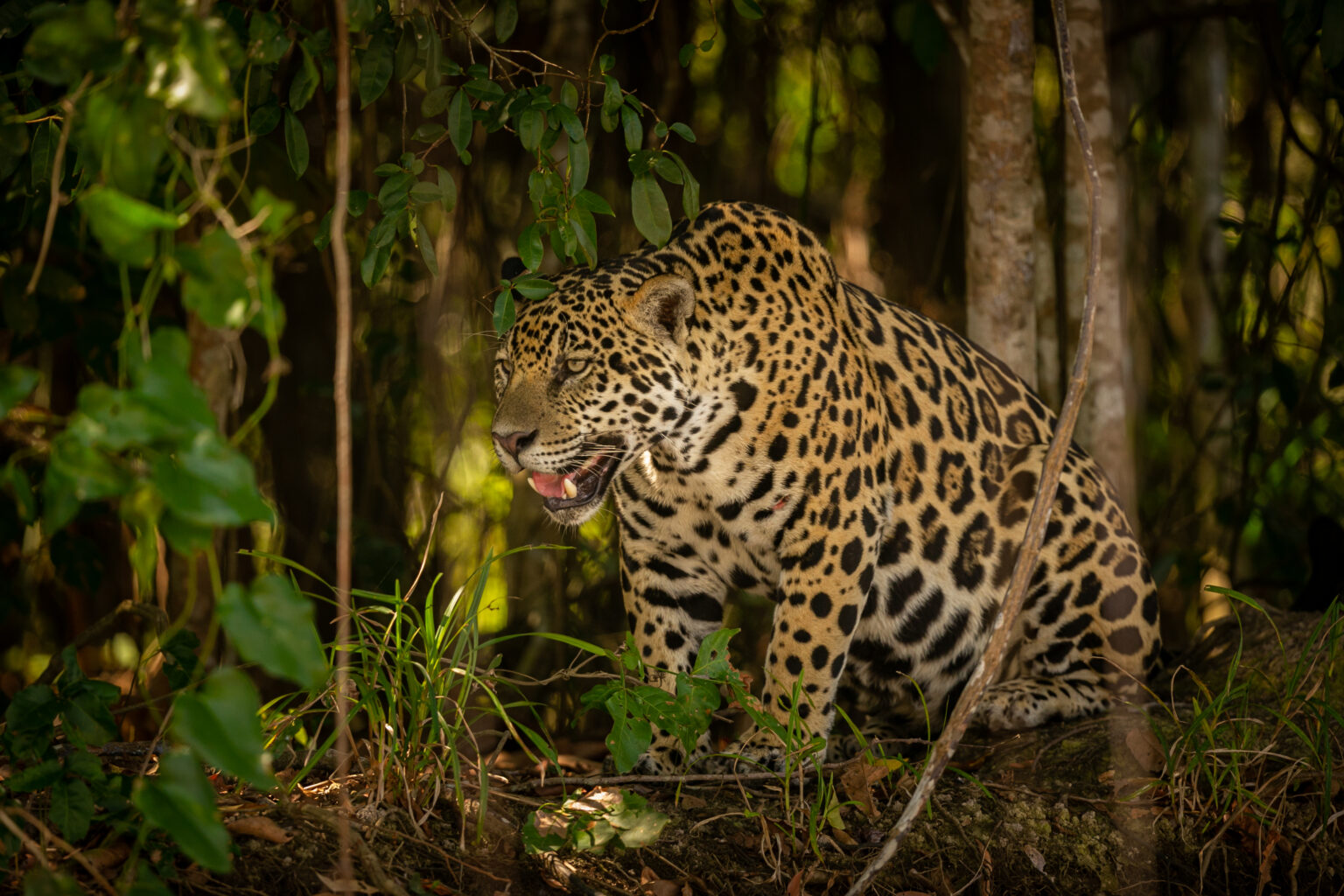 TREN FANTASMA, MIGRACIÓN DEL JAGUAR