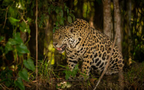 TREN FANTASMA, MIGRACIÓN DEL JAGUAR