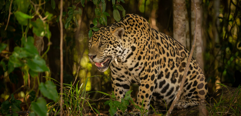 TREN FANTASMA, MIGRACIÓN DEL JAGUAR