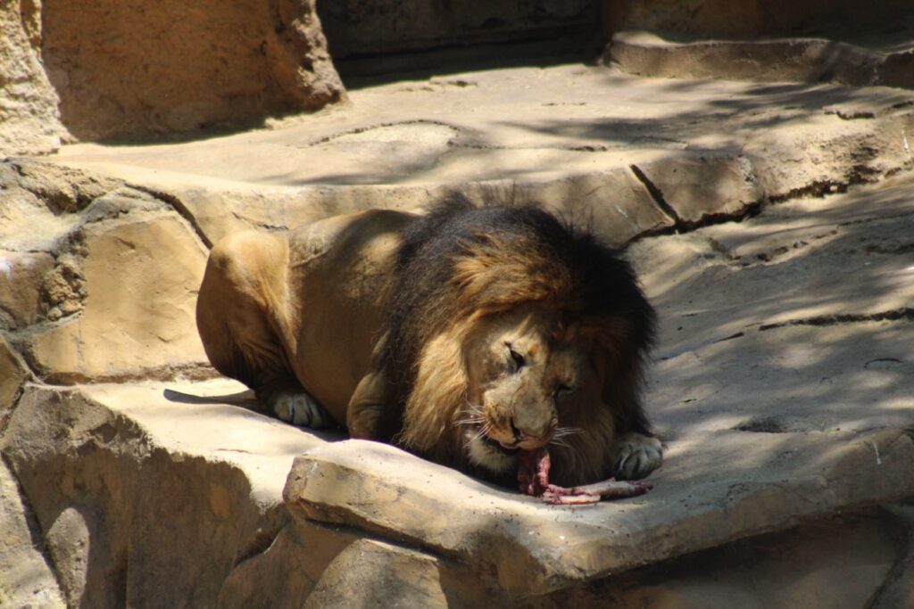 Animales