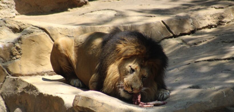Animales