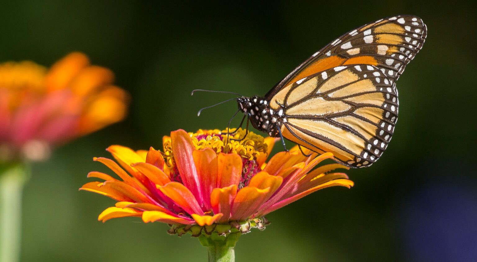 Mariposa Monarca