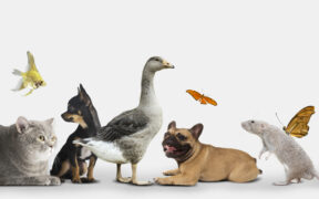 Maltrato animal