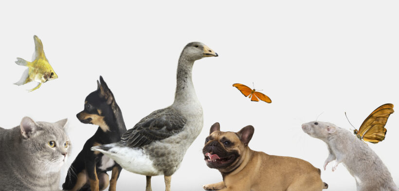 Maltrato animal