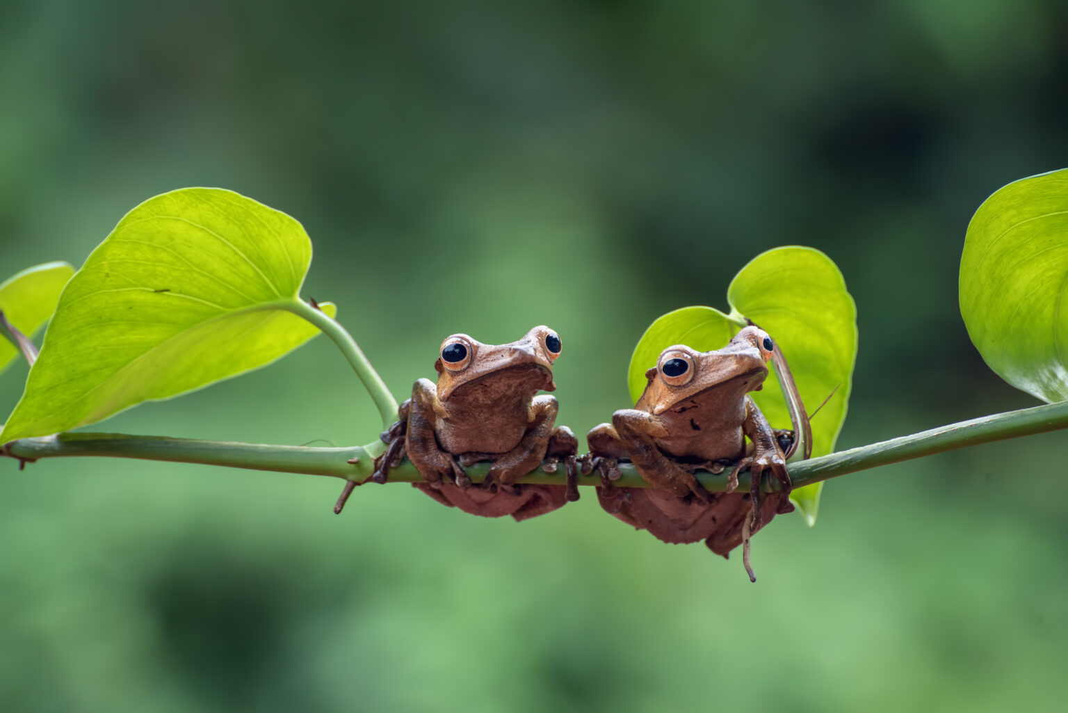 debate global sobre biodiversidad