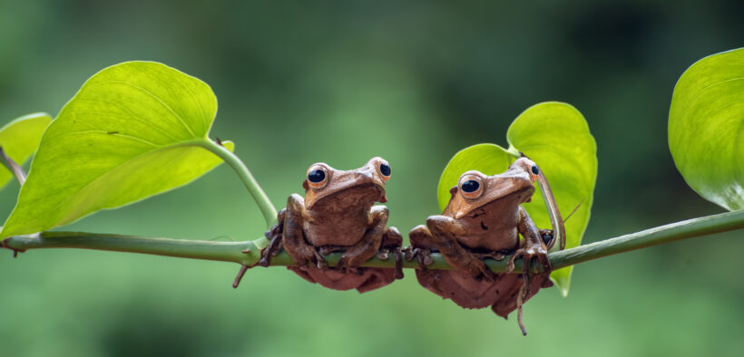 debate global sobre biodiversidad