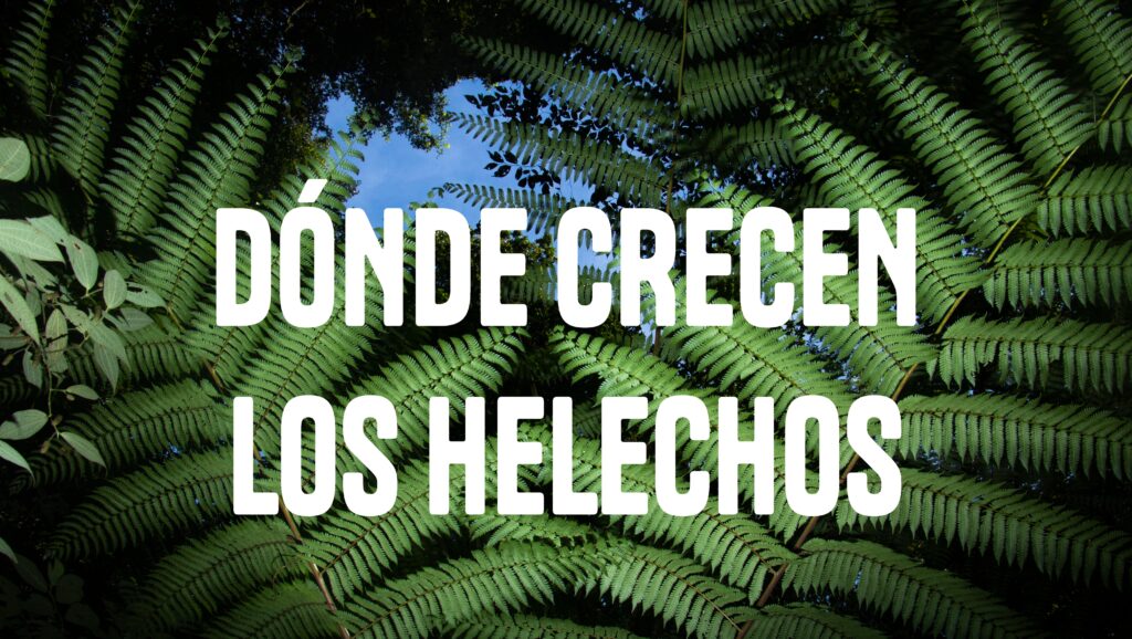 BOSQUE DE NIEBLA