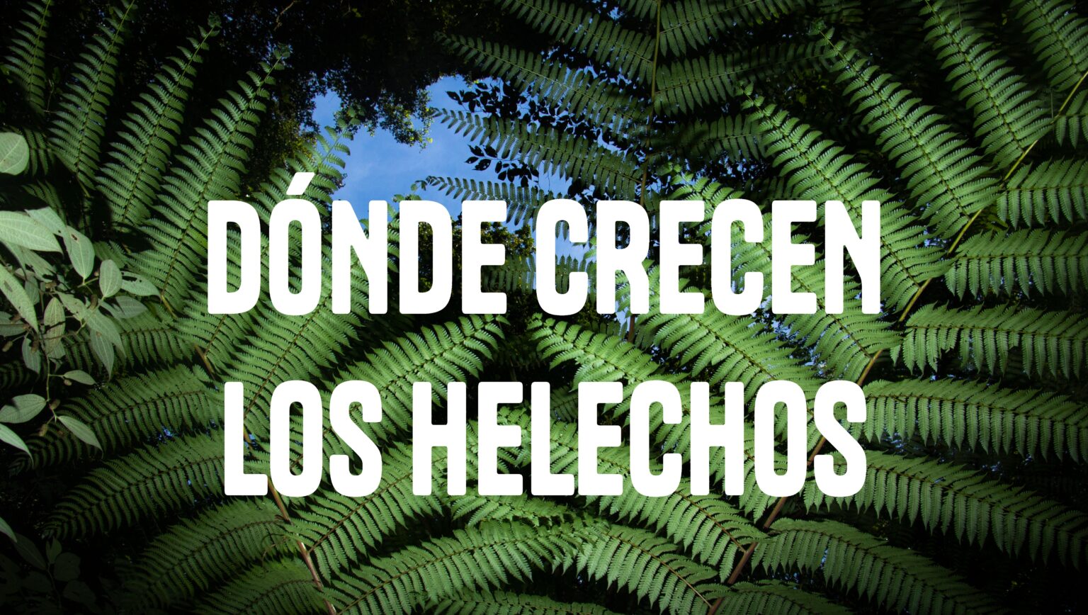 BOSQUE DE NIEBLA