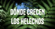 BOSQUE DE NIEBLA