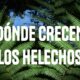 BOSQUE DE NIEBLA