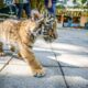 Cachorro de tigre