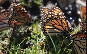 Mariposa monarca