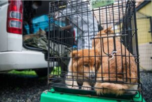Perros abandonados