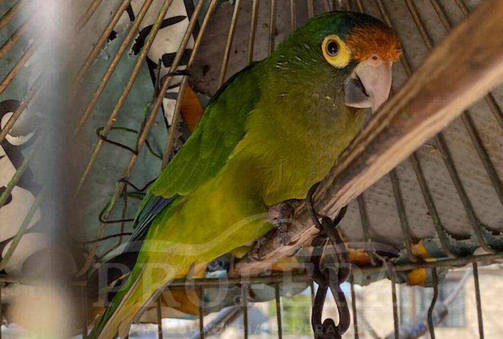 LOROS EN TLALPAN