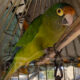 LOROS EN TLALPAN