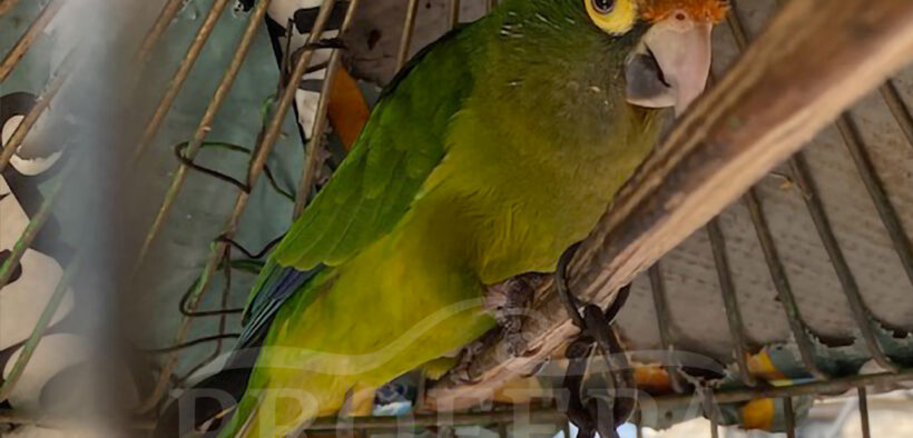 LOROS EN TLALPAN