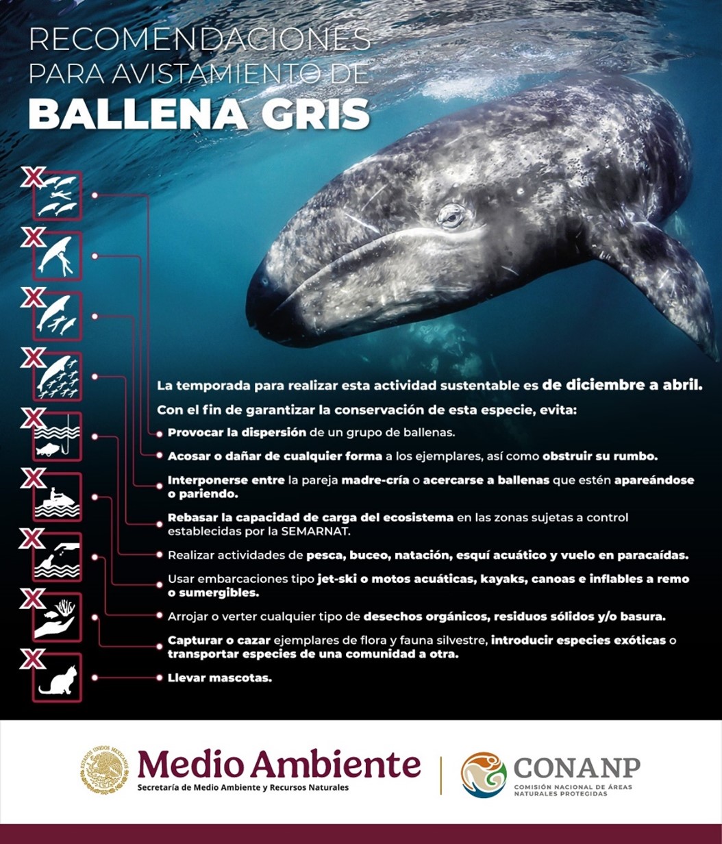 PRIMER CENSO DE BALLENA GRIS