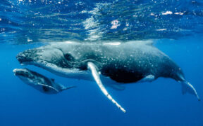 PRIMER CENSO DE BALLENA GRIS