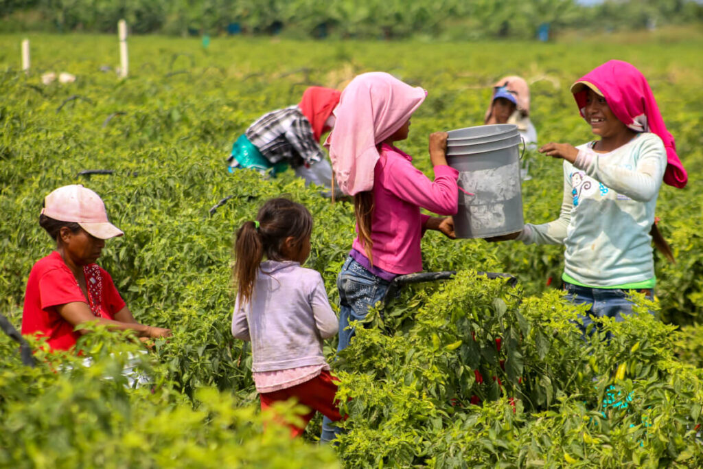 CAMPO MEXICANO